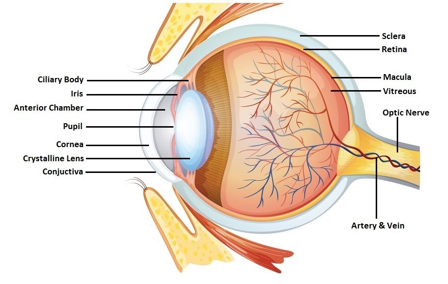 the human eye